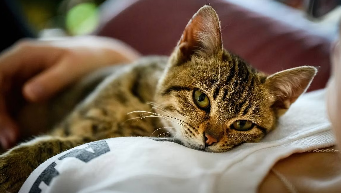Стерилизация кошки